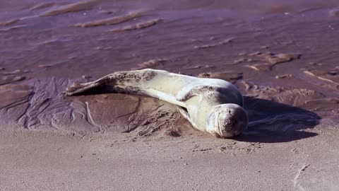 Leopard Seal Animal Mammal Predator Water