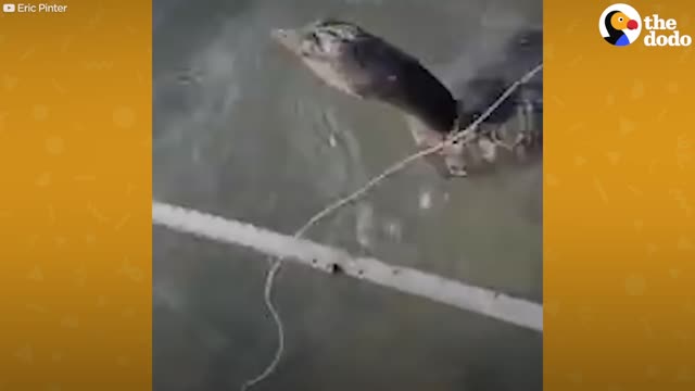Guy Has Sweet Conversation With Bird He’s Rescuing |