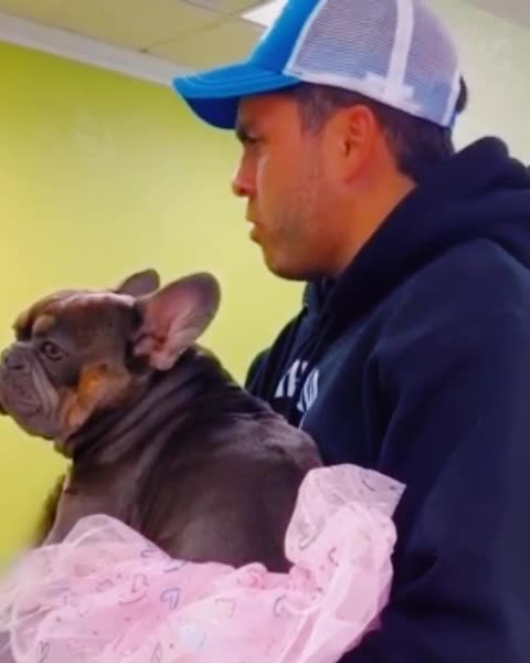 Guy takes dog for "gender transition," absolute hilarity ensues