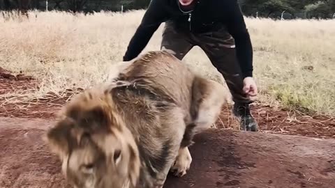 Scaring Lion drinking water 🦁