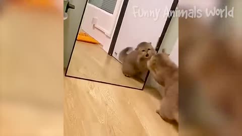 Funniest Cats And Dogs Videos 😁 - Best Funny Animal Videos 2023 😅 #12