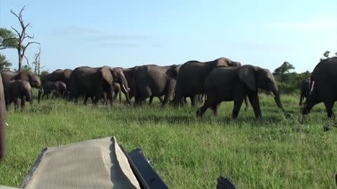 Elephant with hole in head