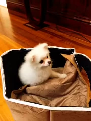 20180315文贵先生视频：这个snow 竞然将不喜欢的房子自己给拆了……这样的真实意思表示方式我喜欢！这可能就是俗话说的．狗模人样吧！😹😹😹😹😹😹 Via：郭媒体