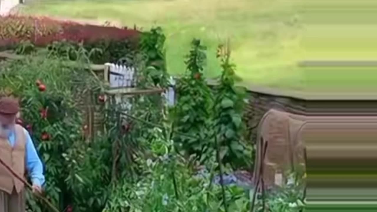 Rabbit & Tomato