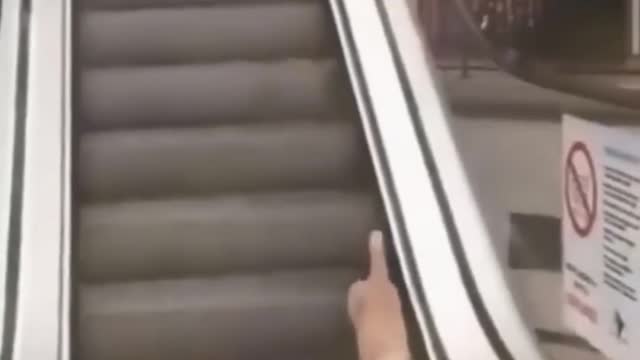 Gato en Escalera