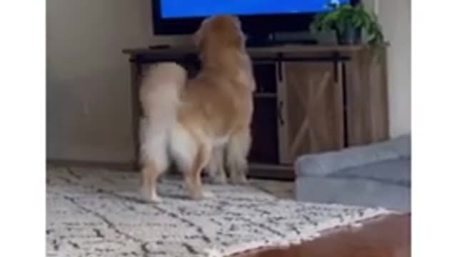 Funny dog video #Shorts