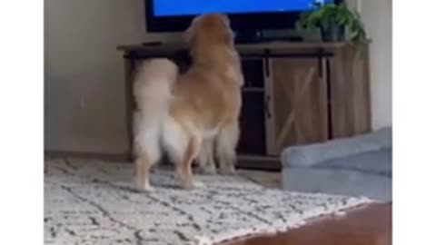 Funny dog video #Shorts