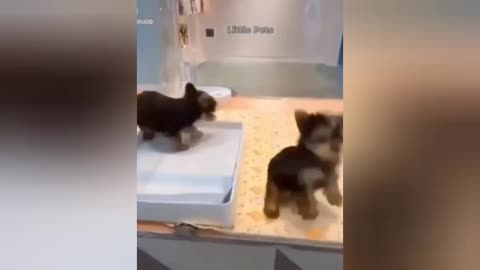 Funny_video_and_cat_funny_video