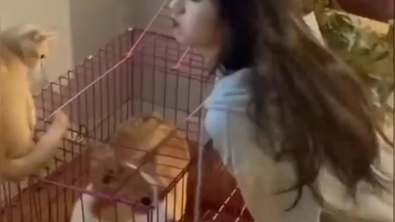 New Funny Videos 2023 😍 Cutest Cats and Dogs 🐱🐶 Part 6