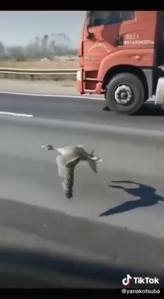 Even The Birds Join Freedom Trucker Convoy