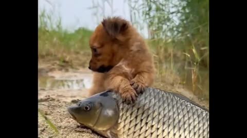 Cute dog and fish make love cute video