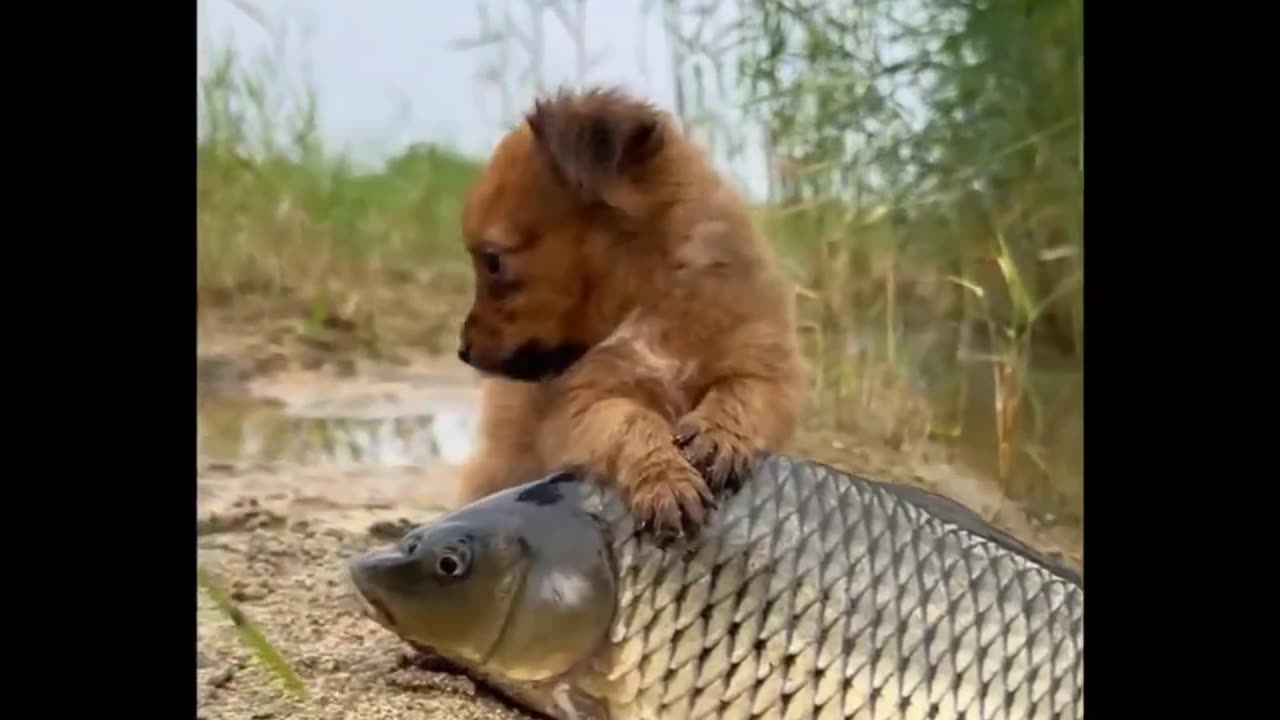 Cute dog and fish make love cute video