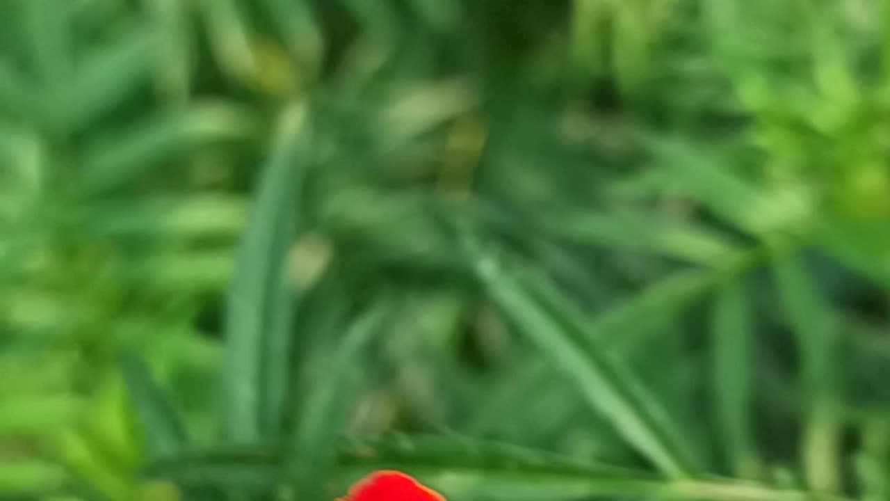 Slow motion of samsang m53