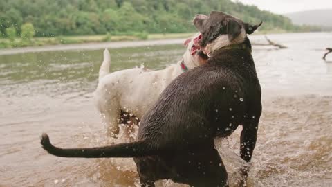 Dogs enjoying in water