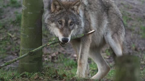 Wolf Animal Wildlife Nature Forest Trees Predator