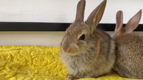 Baby Bunnies and Golden Retriever - Amazing Friendship