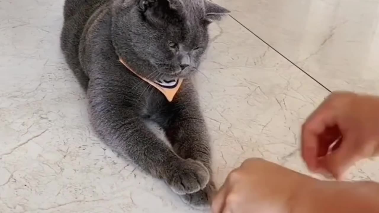 intelligent Cat funny video 😹😹