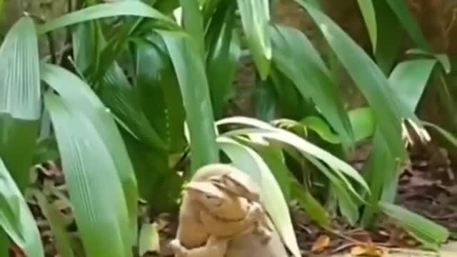 Two Baby Komodo Dragon Fights | Viral Video |