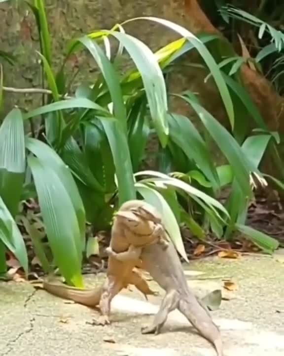 Two Baby Komodo Dragon Fights | Viral Video |