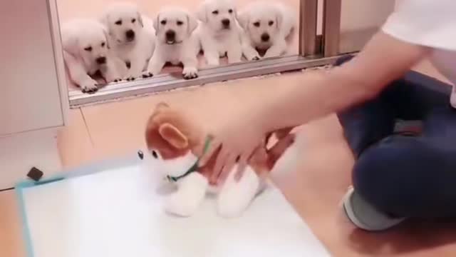 Puppies trained not to Pee on floor