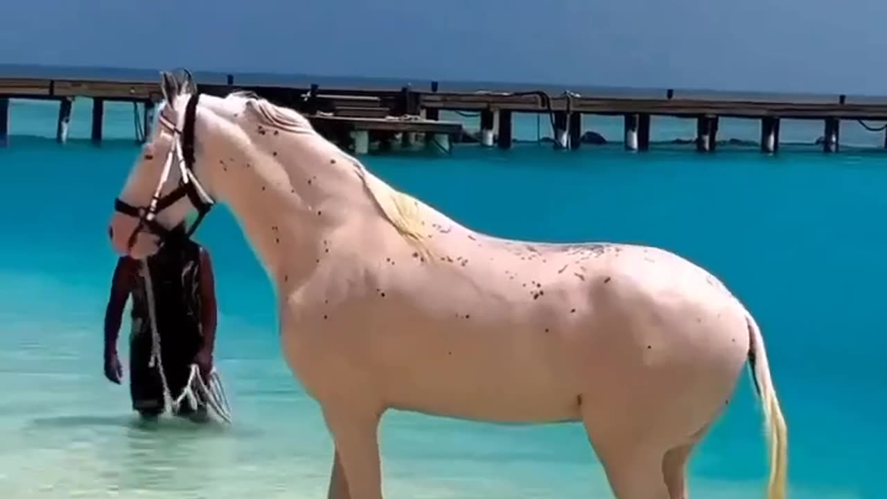 A beautiful horse playing in the water