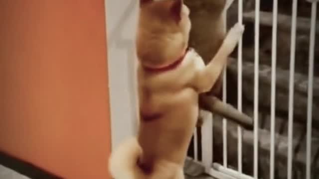 Dog assists cat in leaving the house, grappige hond en kat