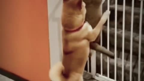 Dog assists cat in leaving the house, grappige hond en kat