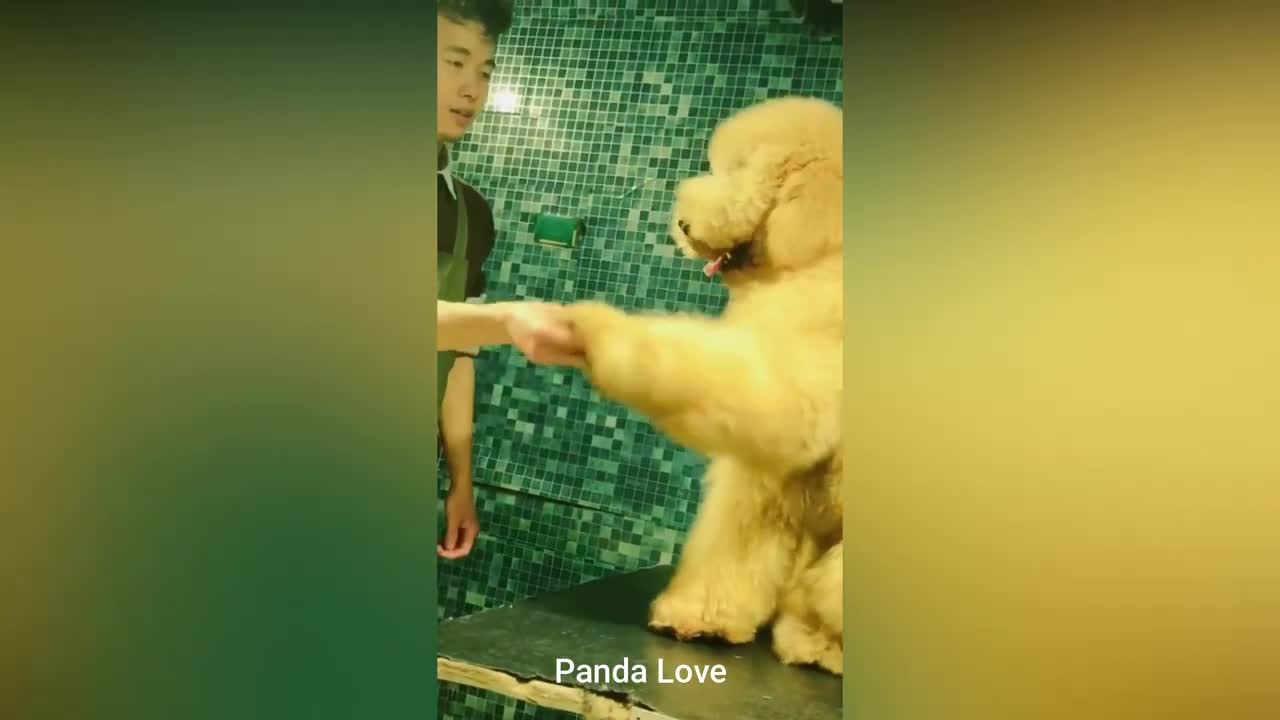 Gigantic Fluffy Poodle