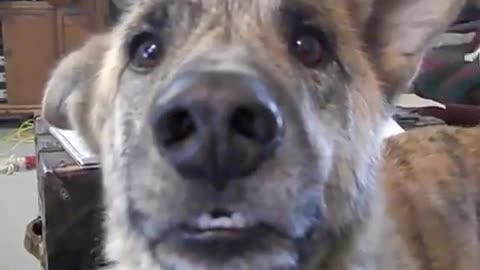 Dog training video