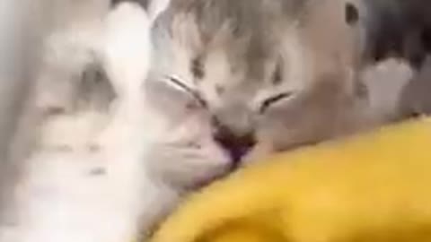 Funny Cat Plying