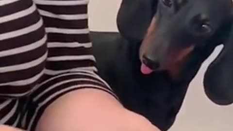 Funny Dog videos