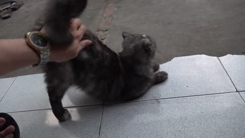 Beautiful CATs Family with 3 Generations Living Together