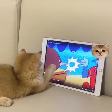 "Purr-fectly Captivated: Adorably Intense Cat Immersed in a 'Cat and Mouse' Show"