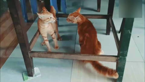 Cat fight , cat fighting , animal funny 🤣 video , funny video