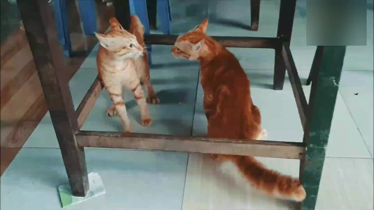 Cat fight , cat fighting , animal funny 🤣 video , funny video