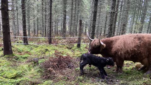 New calf in the forest