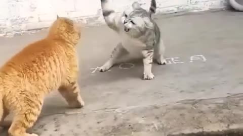 Cat fighting,🤣🤣