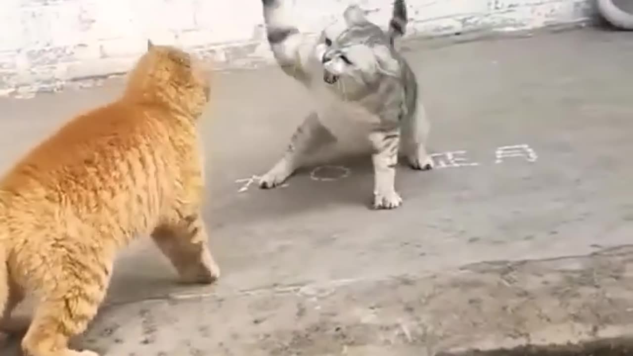Cat fighting,🤣🤣