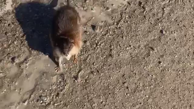 Such a Feisty Muskrat