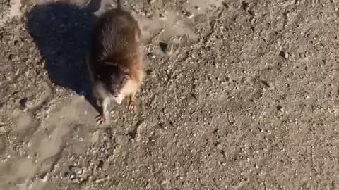 Such a Feisty Muskrat