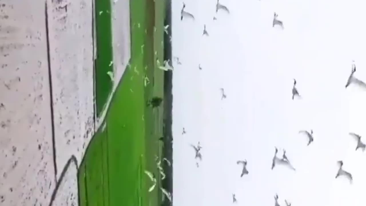 Wildlife in closer view with a natural perspective.