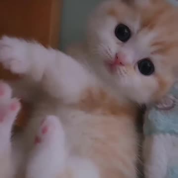 Fanny cat videos | kitty cat video | Cute cat videos | Pet Animal video | Kittycat |
