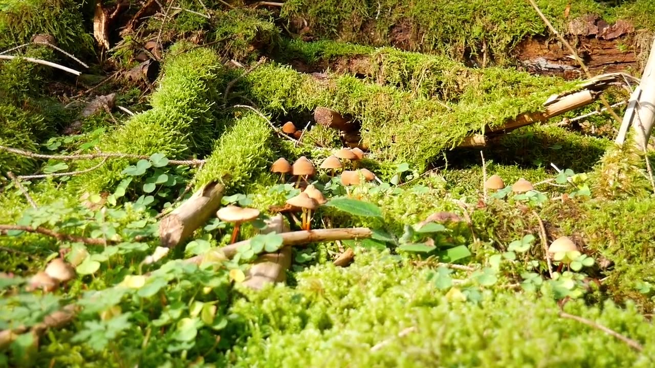 Mushrooms brown beige