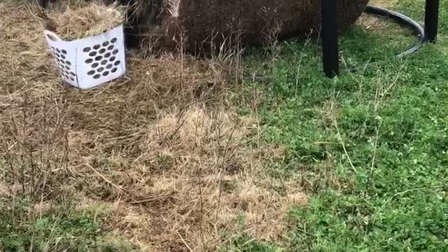 Pyrenees cross 1.3/4 yr old play