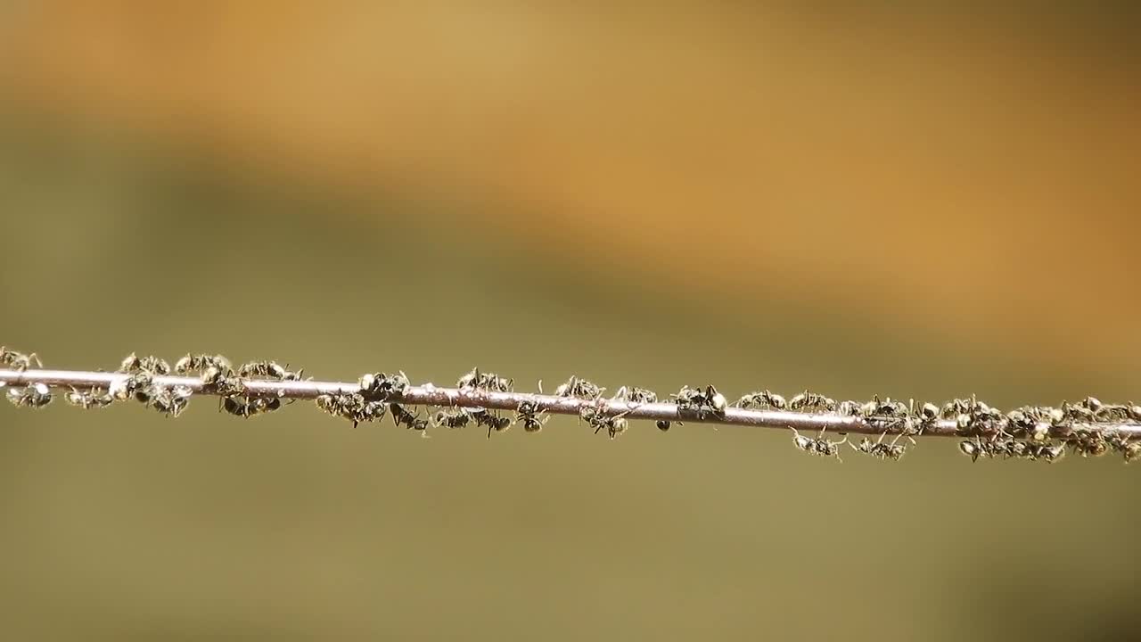 Ants Insects Branch Plants Work Team Work