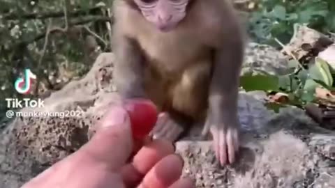 ADORABLE CUTE BABY ANIMALS