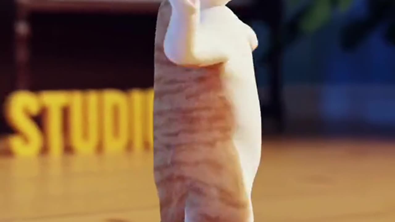 A cat is dancing.it's looking so beautiful and funny.