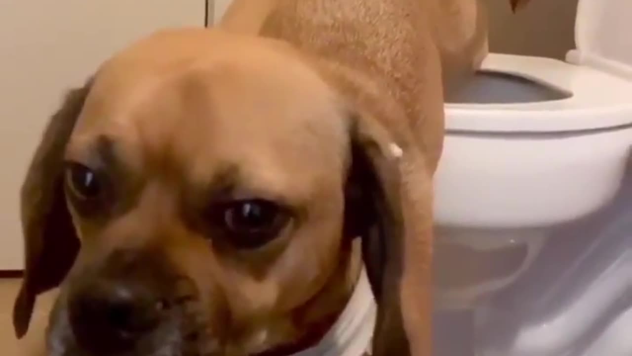 Dog successfully passed his poo