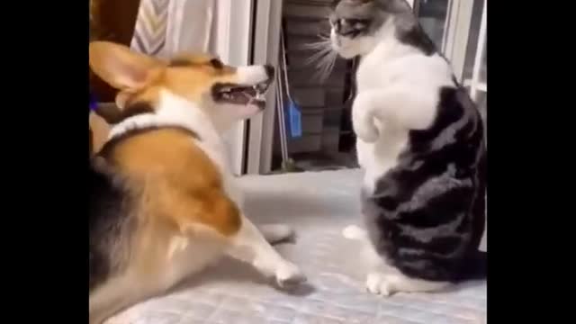 Funniest Cats - Don't try to hold back Laughter-Funny Cats Life