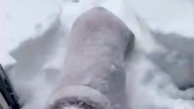 Funny animal videos for 2022